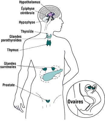 Les Perturbateurs Endocriniens