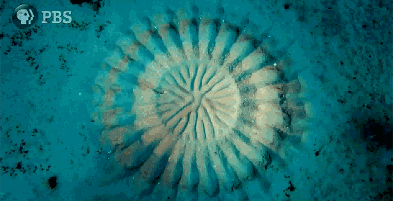 Le poisson Globe ou Fugu et la Séduction