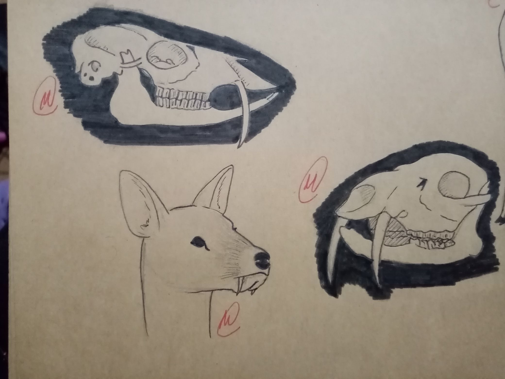 Le Dessin Naturaliste du Mois