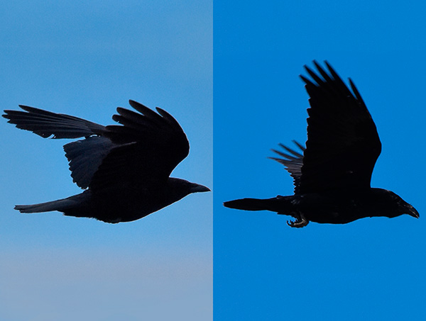 corbeau et corneille en vol