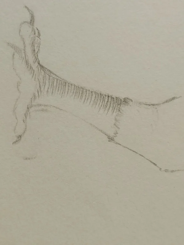 Les Dessins naturalistes du mois