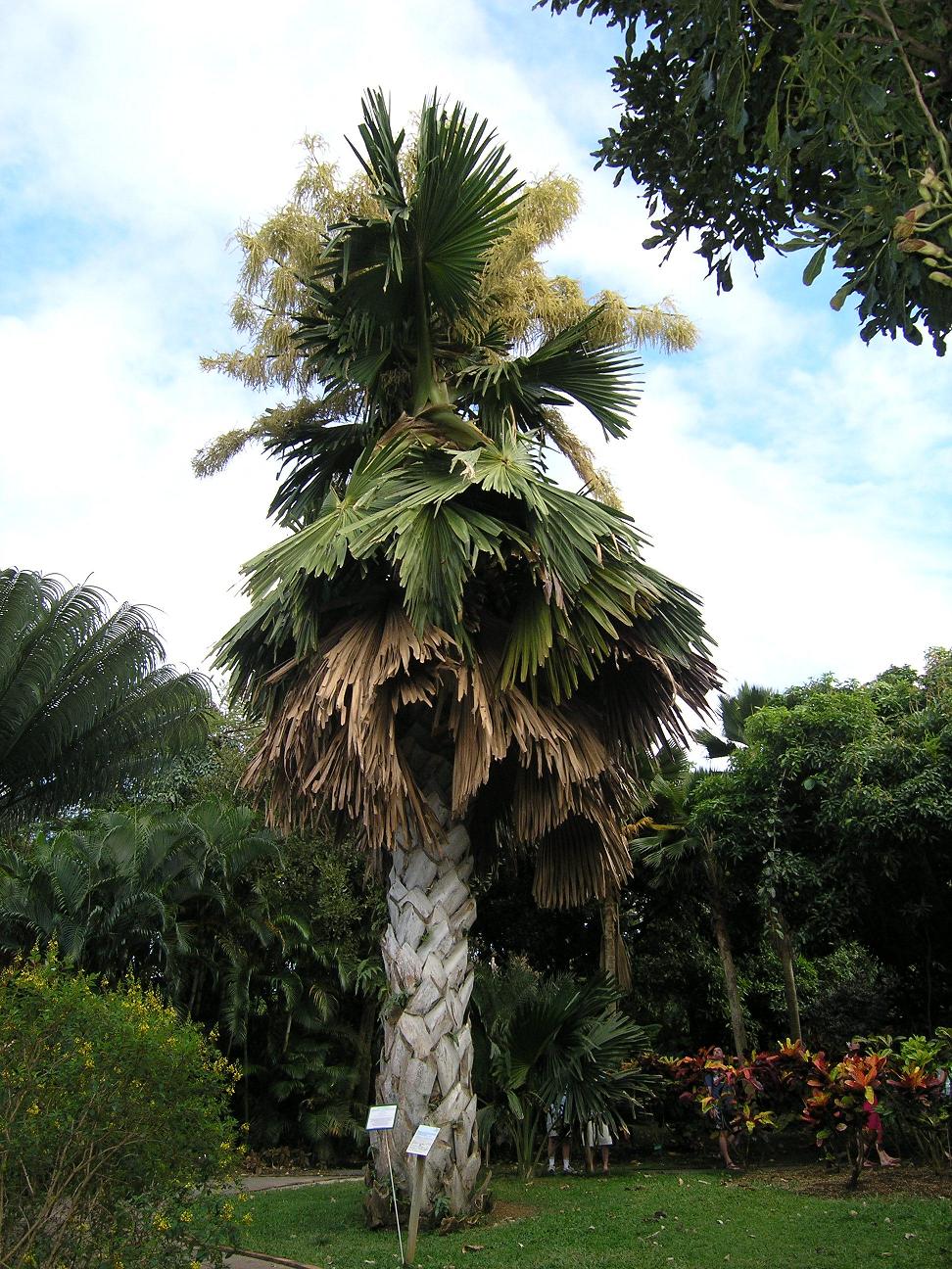 La fleuraison du talipot