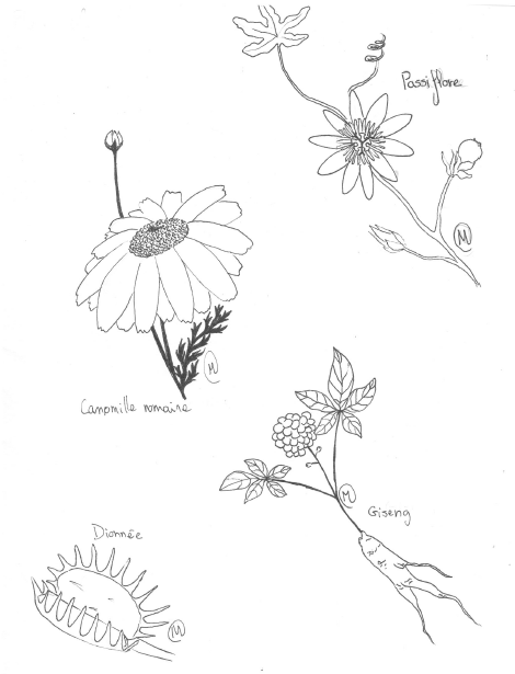 Dessins de fleurs