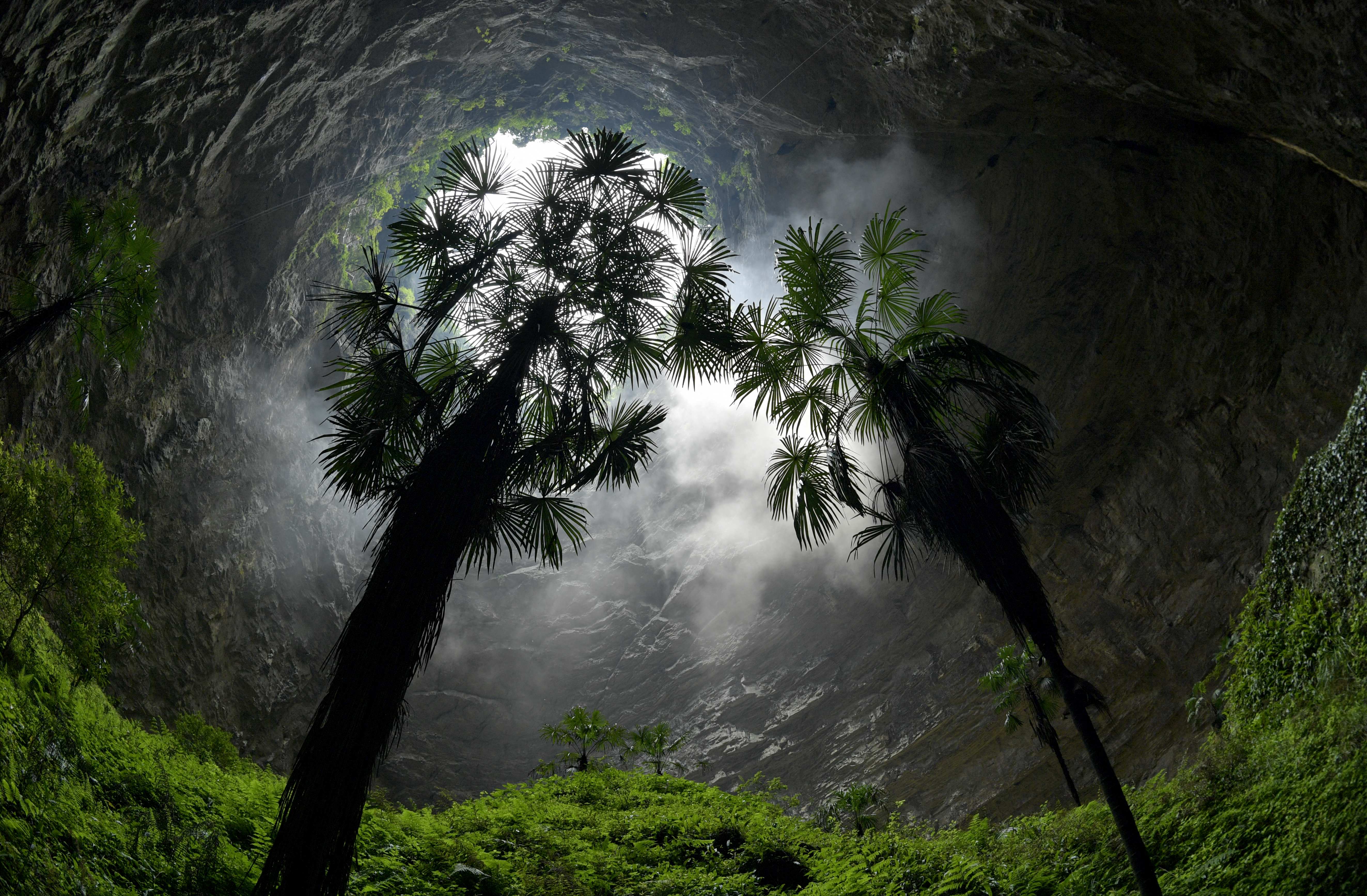 Une Forêt Primaire découverte en Chine